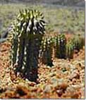 Weight loss. Hoodia - incredible plant for weight loss.